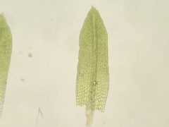 Physcomitrium immersum