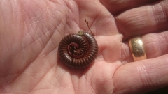 Narceus americanus