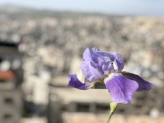 Iris mesopotamica