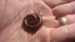 Narceus americanus
