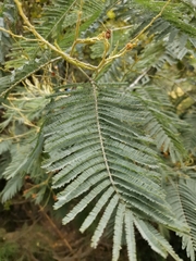 Acacia dealbata