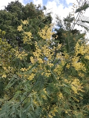 Acacia dealbata