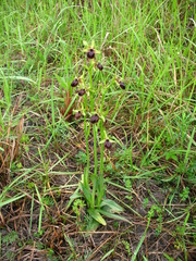 Ophrys mammosa