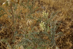 Astragalus asymmetricus