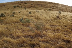 Astragalus asymmetricus