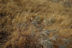 Astragalus asymmetricus