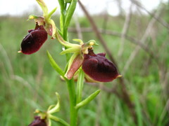 Ophrys mammosa