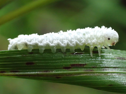 Alder Sawfly photo 3