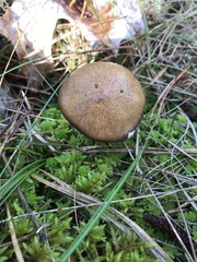 Suillus salmonicolor