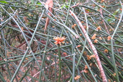 Ephedra tweedieana