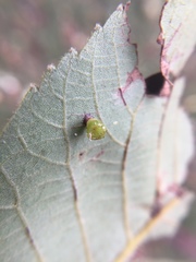 Caryomyia flaticrustum