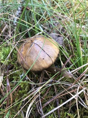 Suillus salmonicolor