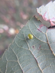 Caryomyia flaticrustum