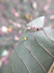 Caryomyia flaticrustum