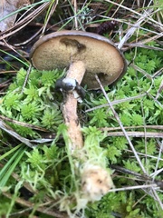 Suillus salmonicolor