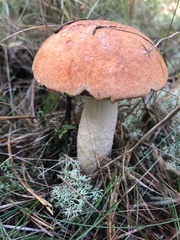 Leccinum vulpinum