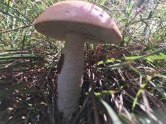 Leccinum vulpinum