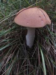 Leccinum vulpinum