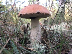Leccinum vulpinum
