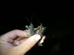 Austropotamobius torrentium