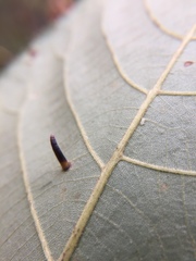 Caryomyia subulata