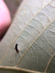 Caryomyia subulata