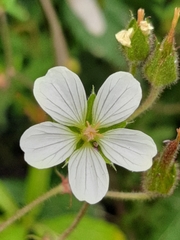Geranium ornithopodon