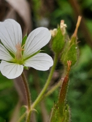 Geranium ornithopodon
