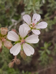 Geranium ornithopodon