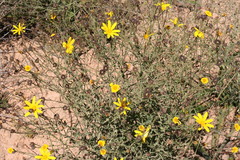 Osteospermum rigidum