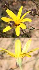 Osteospermum rigidum