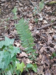 Blechnum hastatum