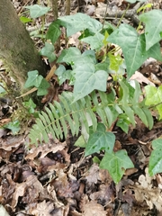 Blechnum hastatum