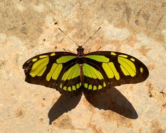 Philaethria dido