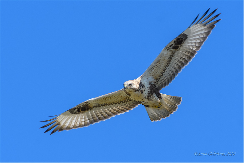 Upland Buzzard from Иволгинский р-н, Респ. Бурятия, Россия on August 19 ...