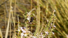 Copestylum spinigerum