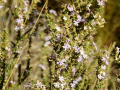 Junellia seriphioides