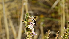 Copestylum spinigerum