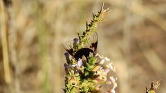 Copestylum spinigerum