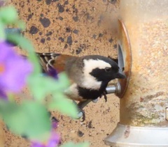 Passer melanurus vicinus