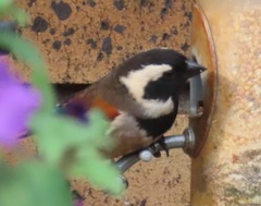 Passer melanurus vicinus