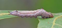 Hyparpax aurora