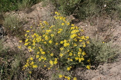 Othonna leptodactyla