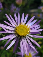 Dieteria bigelovii