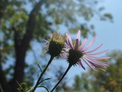 Dieteria bigelovii