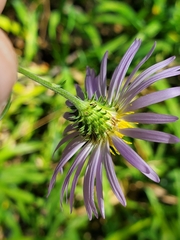 Dieteria bigelovii