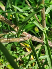 Dieteria bigelovii