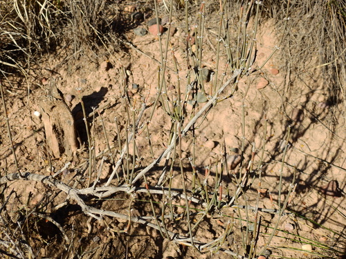 Ephedra triandra (Ephedra triandra)