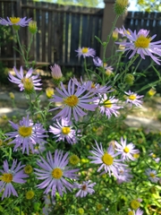 Dieteria bigelovii