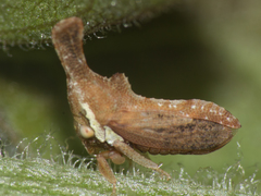 Hypsoprora